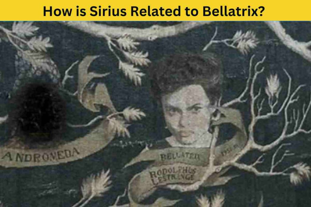 How is Sirius Related to Bellatrix? A Look at the Black Family Tree