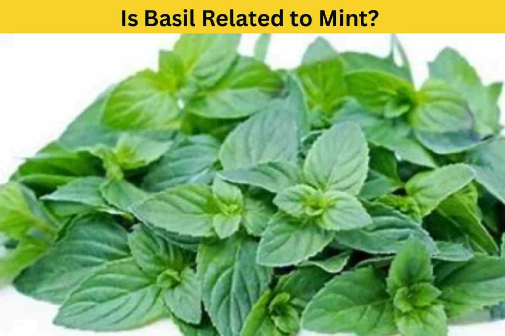 Is Basil Related to Mint? A Guide to the Mint Family Herbs