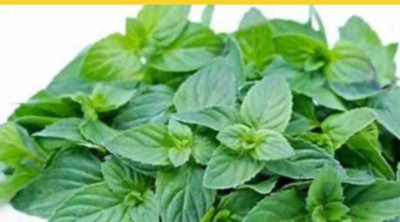Is Basil Related to Mint? A Guide to the Mint Family Herbs