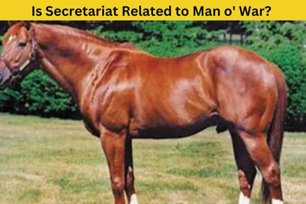 Is Secretariat Related to Man o' War? The Truth Behind the Two Legendary Horses