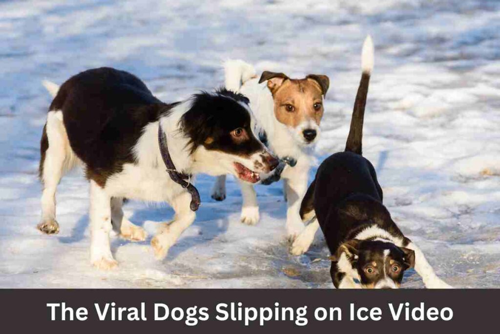 The Viral Dogs Slipping on Ice Video - A Comprehensive Analysis: Canine Caution