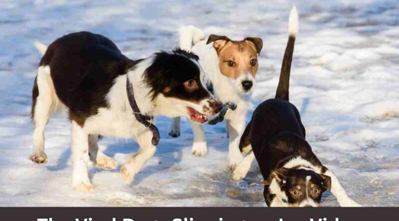 The Viral Dogs Slipping on Ice Video - A Comprehensive Analysis: Canine Caution